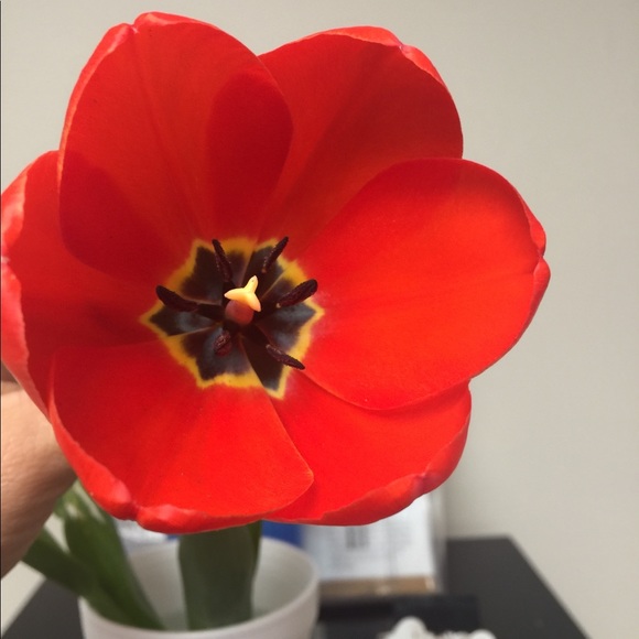 Meet your Posher, Astrid - Picture 1 of 1